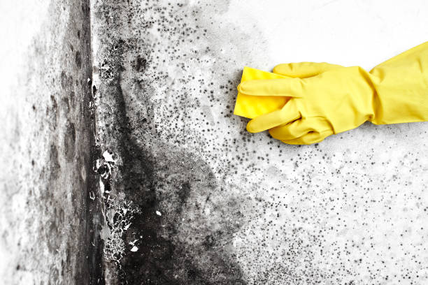 Best Residential Mold Remediation in Wrightsville, GA