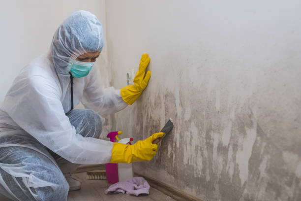 Best HVAC Mold Remediation in Wrightsville, GA
