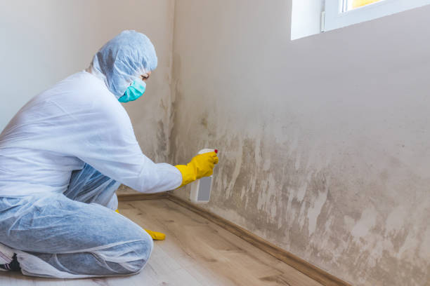 Best Attic Mold Remediation in Wrightsville, GA