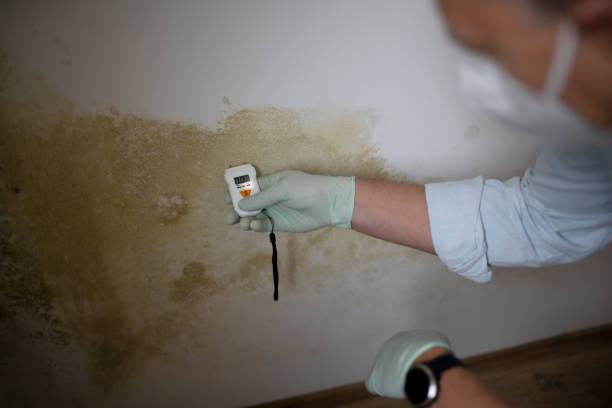 Best Industrial Mold Remediation in Wrightsville, GA