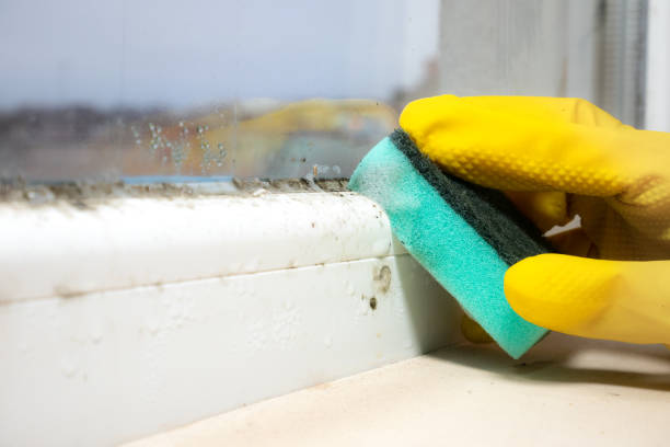 Best Crawl Space Mold Remediation in Wrightsville, GA