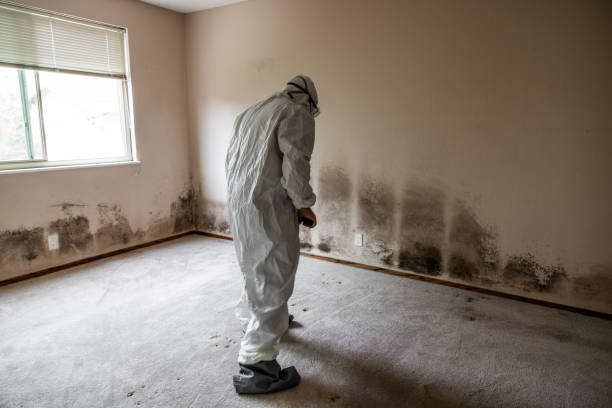 Best Residential Mold Remediation in Wrightsville, GA