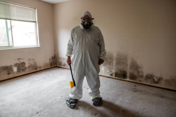 Best DIY Mold Remediation Support Services in Wrightsville, GA